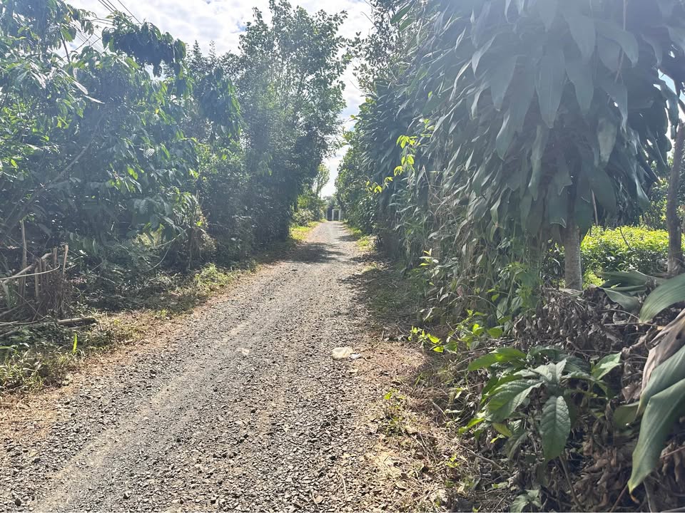 Đất thổ cư 1100m² tại Lộc Thành, Bảo Lâm - Giá 1.5 tỷ, thương lượng!