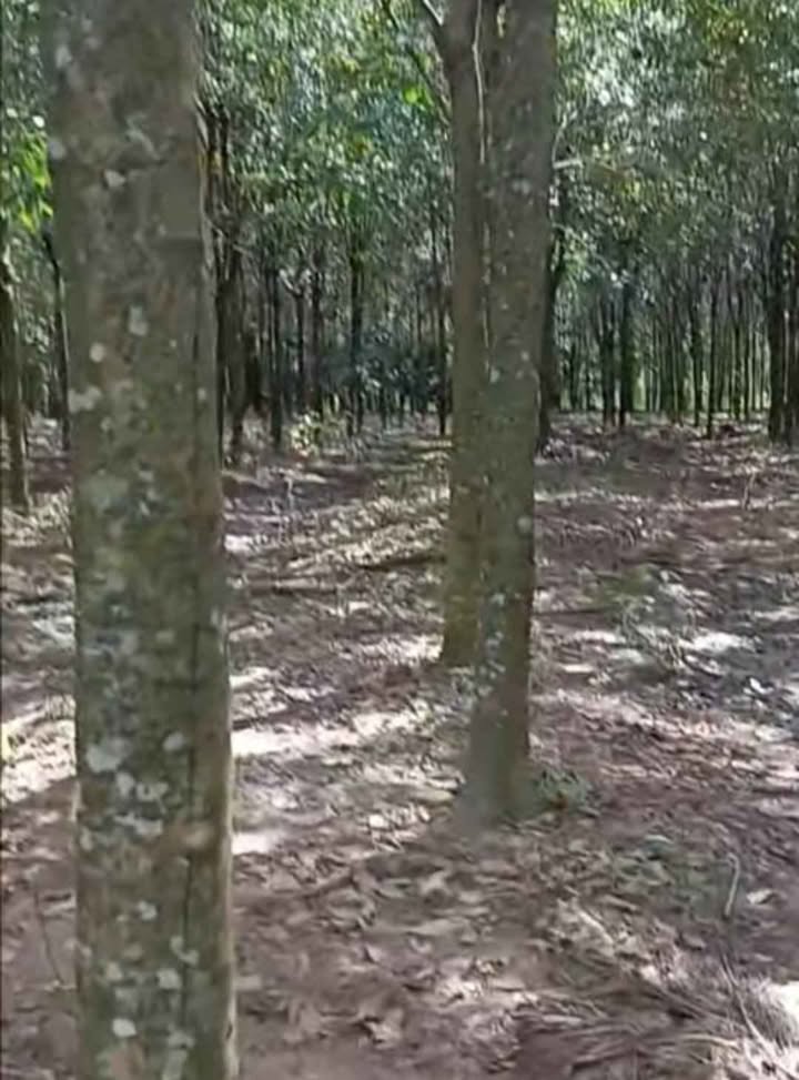 Đất Farm Lộc Tấn 35.000m² giá 4,4 tỷ - Đầu tư lý tưởng cho tương lai!