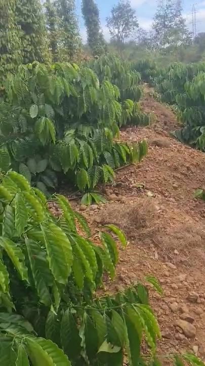 Đất Huyện Buôn Đôn 1512m² - Cơ hội đầu tư hấp dẫn!