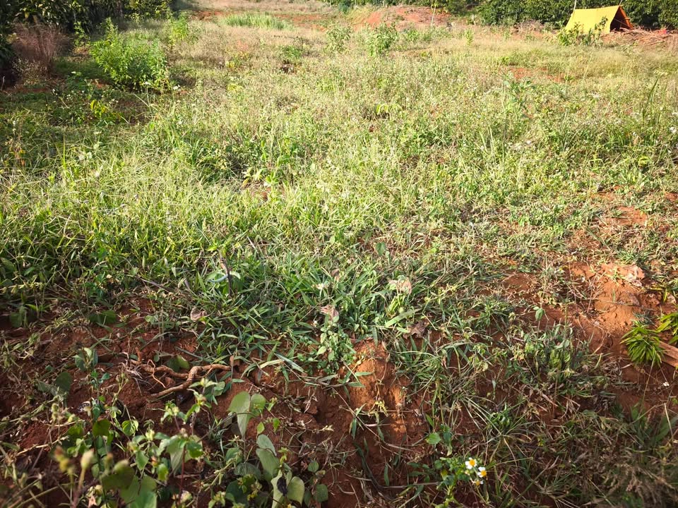 Đất nền 1ha tại xã Quảng Tân, Tuy Đức chỉ 790 triệu - Cơ hội đầu tư sinh lời!