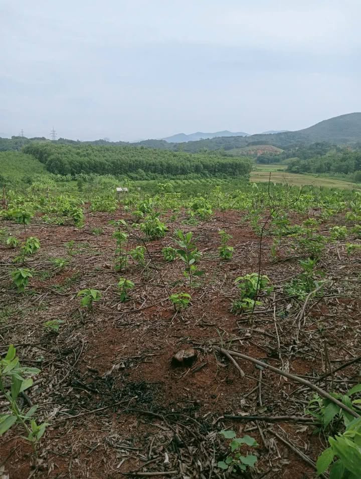 Đất nền Vụ Bản Lạc Sơn 1000m² - Đầu tư sinh lời tiềm năng!