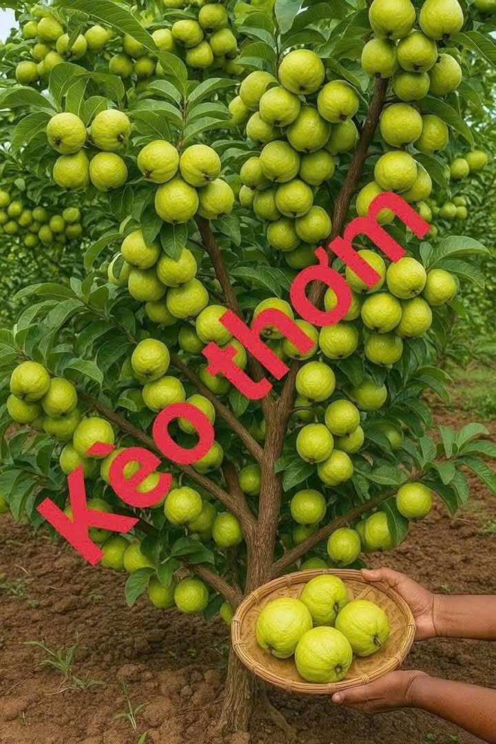 Đất nền Thạnh Tân, Bình Minh, Tây Ninh 150m² giá chỉ từ 250 triệu - Cơ hội đầu tư hấp dẫn!