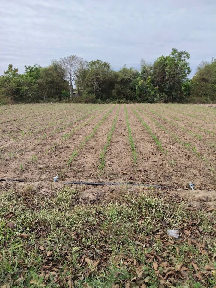 Đất nền ấp Vịnh Hảo, Châu Thành, Tây Ninh 3135m² giá 380 triệu - Thương lượng ngay!