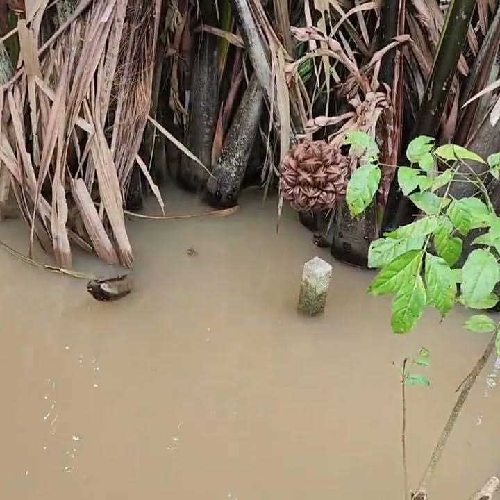 Đất vườn Lương Phú Giồng Trôm 1567m² giá 280 triệu - Cơ hội đầu tư không thể bỏ lỡ!