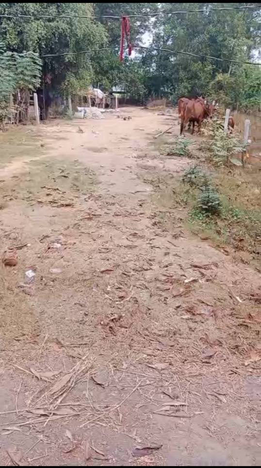 Đất thổ cư 280m² ấp Voi, An Thạnh, Bến Cầu - Giá chỉ 850 triệu, cơ hội đầu tư hấp dẫn!