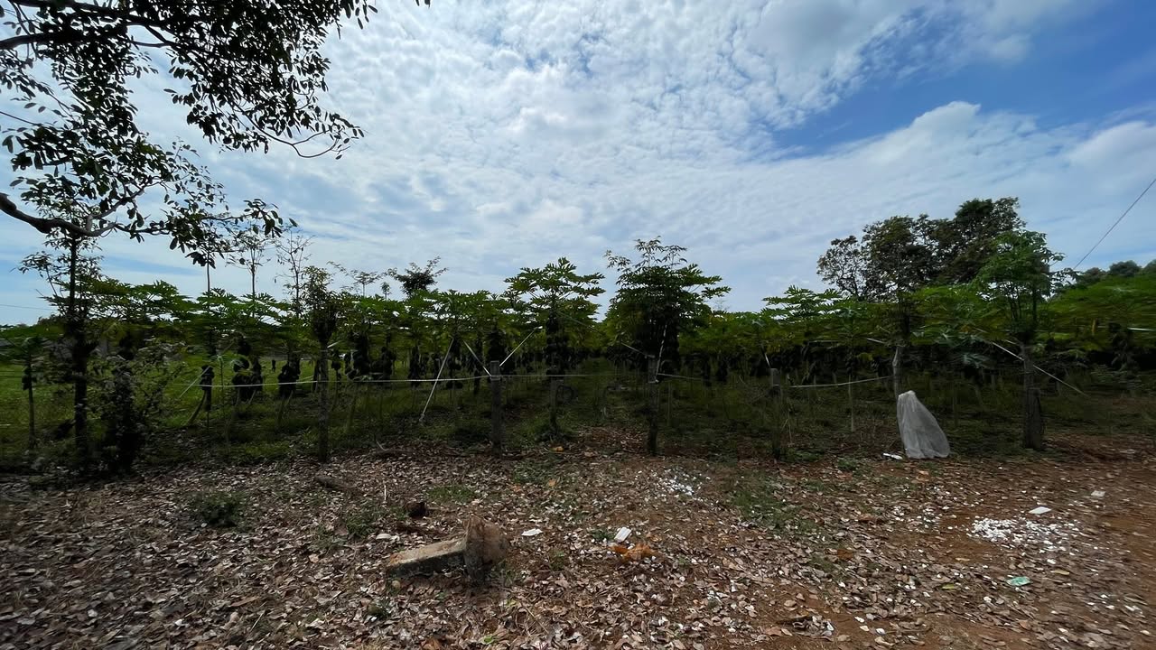 Đất nền Bàu Chinh, Châu Đức 1900m² giá 2.2 tỷ - Đường ô tô vào tận nơi!