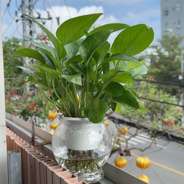 Văn phòng cho thuê Phan Đăng Lưu Đà Nẵng 12 triệu - Sẵn sàng vào làm việc ngay!