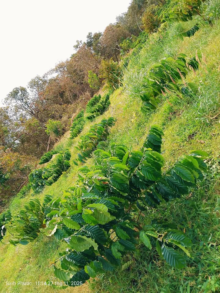 Farm Đồng Nai Bù 9000m² giá 1.3 tỷ - Đầy đủ hệ thống tưới hồ năng lượng!