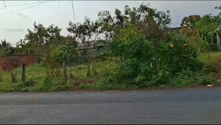 Đất vườn 2 mặt tiền Bùi Văn Sự, Bình Chánh 600m² giá 5.5 tỷ - Đầu tư sinh lời tuyệt vời!