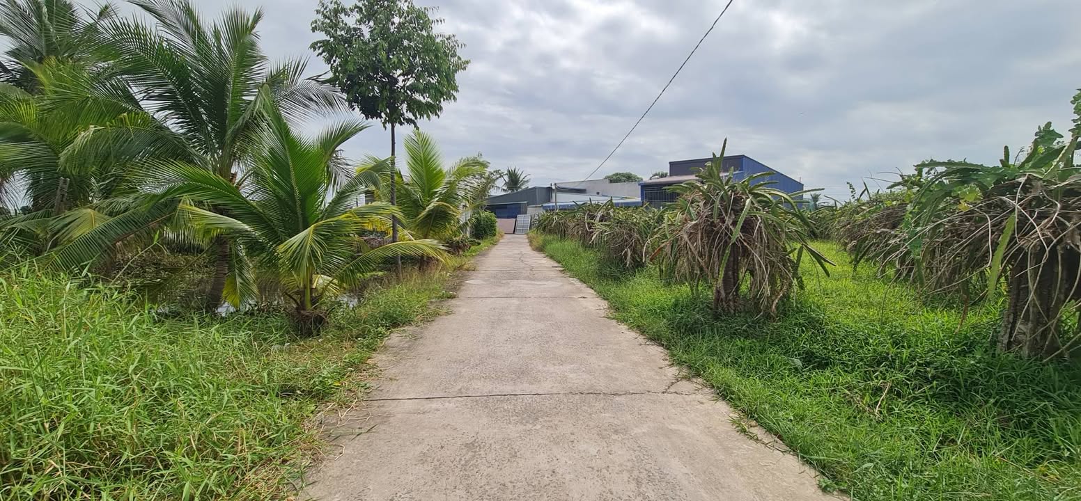 Đất trồng cây 1000m² tại Phong Nẫm, Bình Thuận - Đường bê tông ô tô tận đất chỉ 1 tỷ!