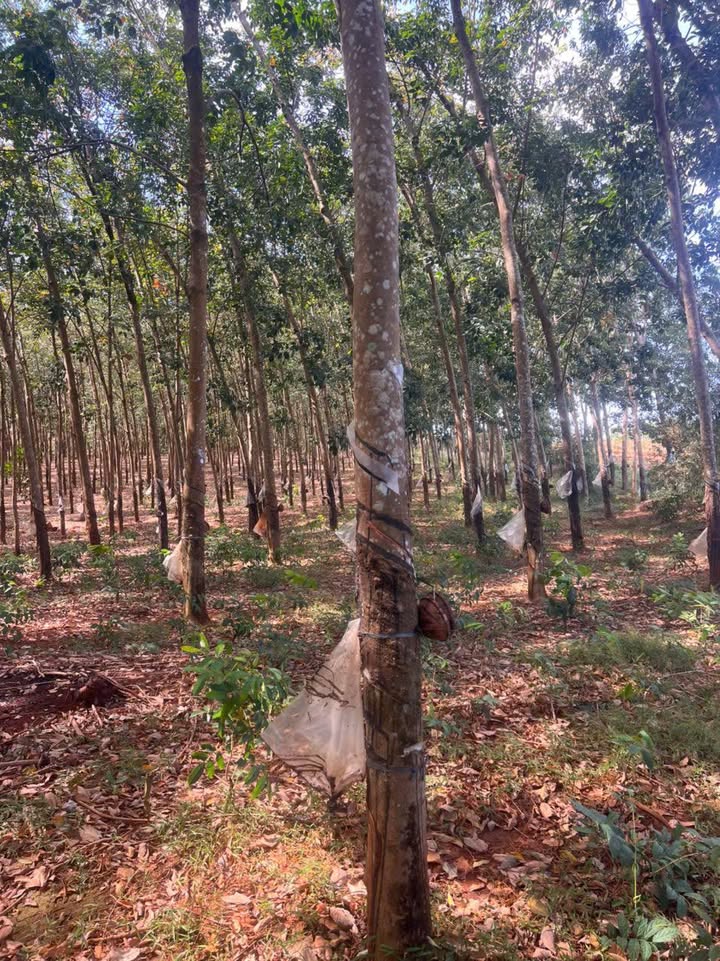 Đất cao su Lộc Tấn 10.000m² giá 1.3 tỷ - Cơ hội đầu tư tuyệt vời!