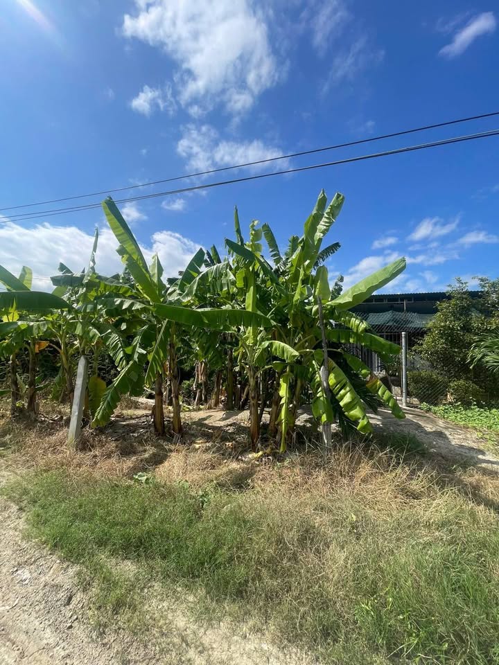 Đất nền Diên Khánh 260m² giá 3.12 tỷ - Cần bán gấp, cơ hội tốt cho nhà đầu tư!