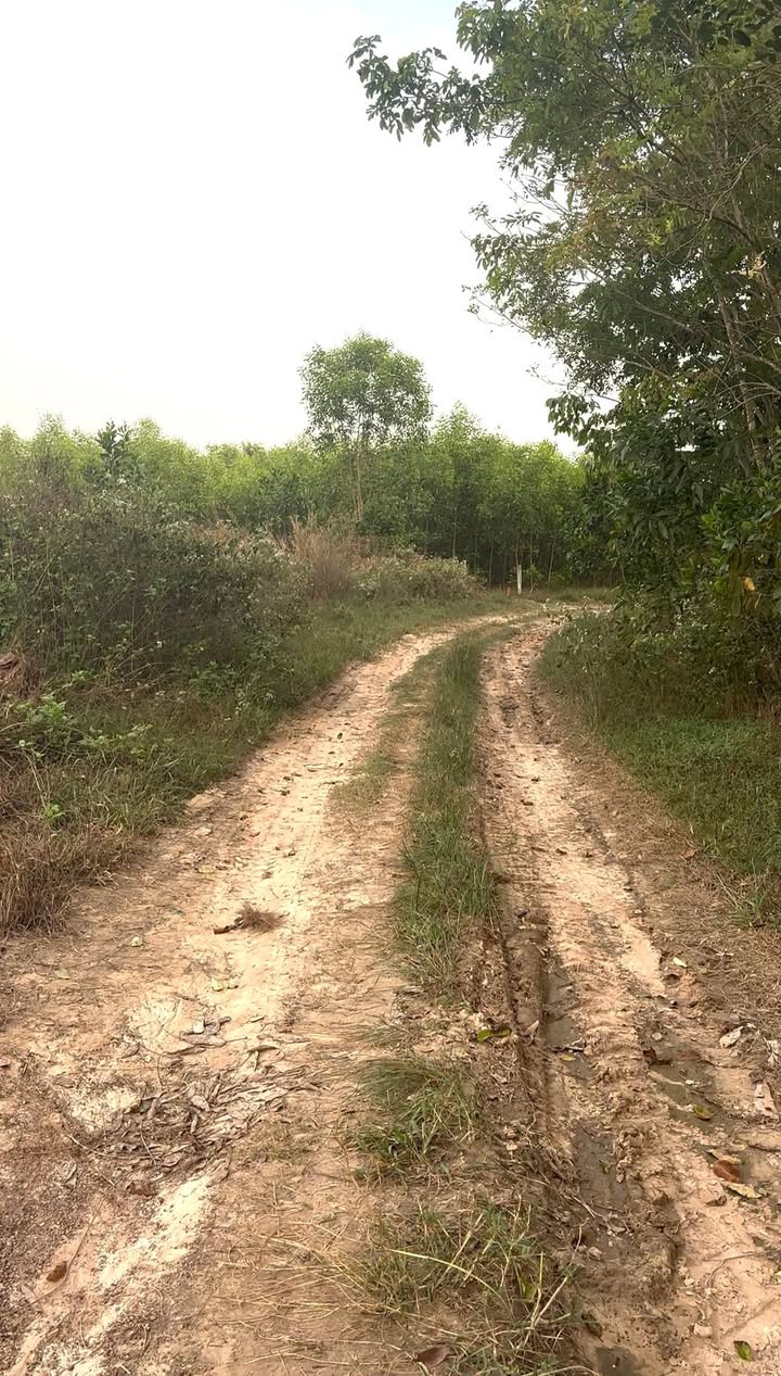 Đất nền Xuân Thành, Đồng Nai 10.000m² giá chỉ 200 triệu - Đường ô tô vào tận nơi!