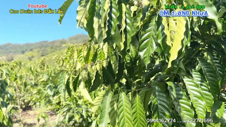 Farm 1.8ha tại xã Nam Ka, Đắk Lắk giá 1.5 tỷ - Nguồn thu ổn định!