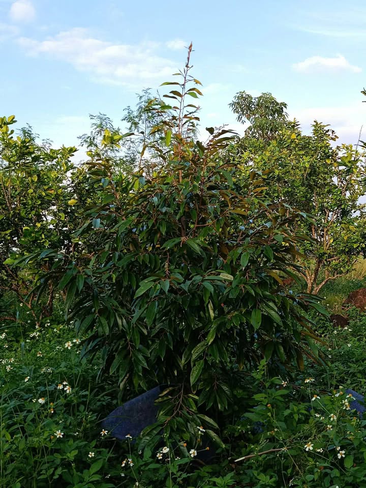 Đất nền 1ha tại Cư M'gar, Đắk Lắk - Sổ đỏ chính chủ, gần đường bê tông!