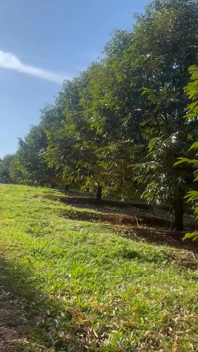 Farm 3.6ha tại Nghĩa Bình, Bù Đăng giá 16 tỷ - Đầu tư sinh lời cao!