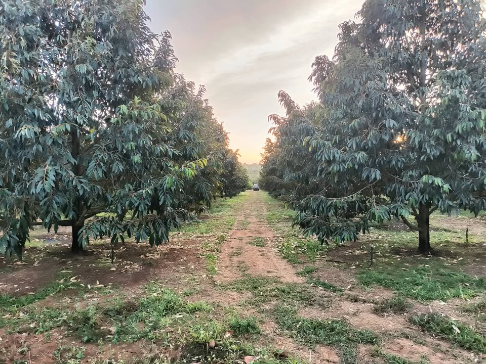 Farm 4,7ha Thọ Sơn Bù Đăng - Tiềm năng kinh doanh với sầu riêng, chôm chôm!