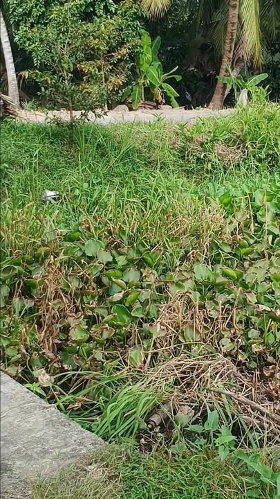 Bán đất vườn Hiếu Phụng Vĩnh Long 2800m² giá 1.2 tỷ - Đường nhựa 5 tấn thuận lợi!