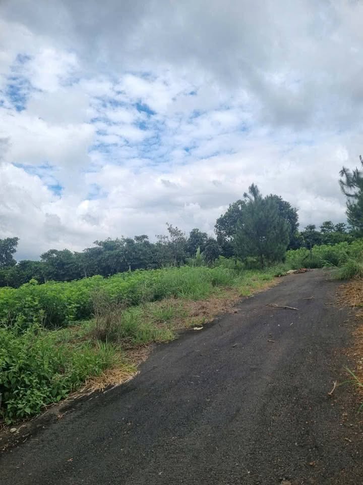 Đất thổ cư Bảo Lộc 640m² giá 1.7 tỷ - Góc 3 mặt tiền đường nhựa