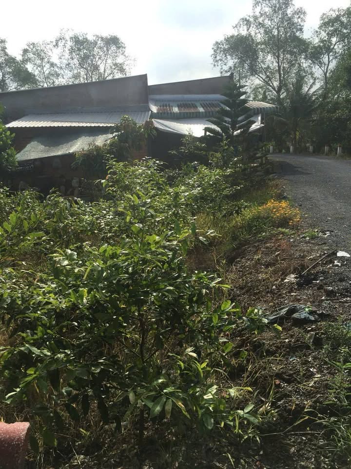 Đất thổ cư 302m² xã Phú Hựu giá 450 triệu - Sổ hồng chính chủ, mặt tiền rộng!