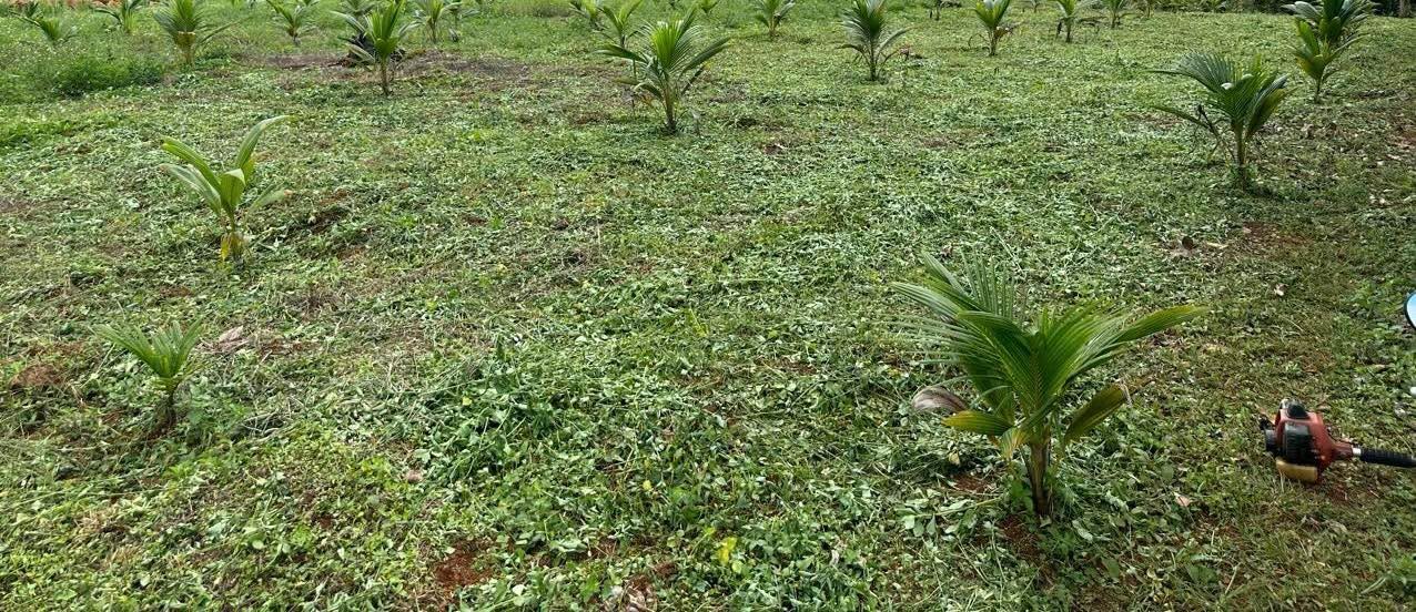 Đất thổ cư 3,5 xào tại Kiến Thành, Đắk R'Lấp, giá 900 triệu - Cơ hội đầu tư hấp dẫn!