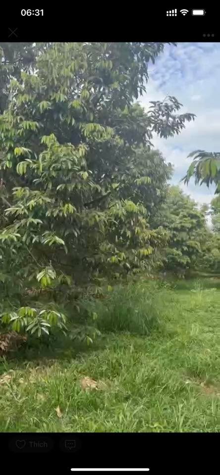 Farm Lộc Hưng 16.000m² giá 4.3 tỷ - Đang thu hoạch năm thứ 4!