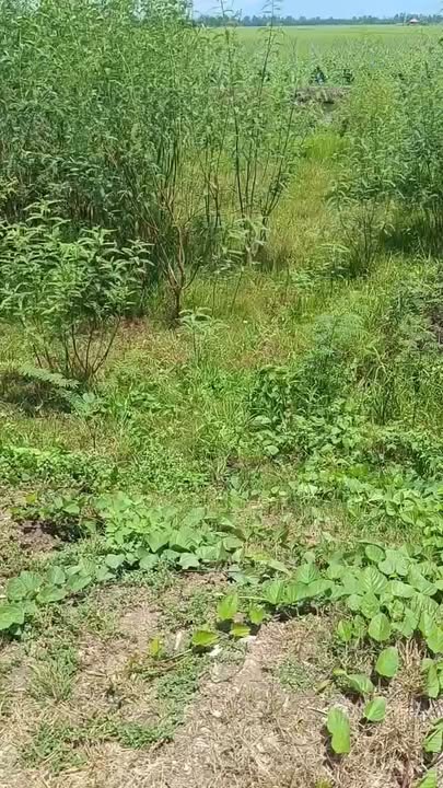 Đất nền liền kề Đào Hữu Cảnh, Châu Phú, An Giang 135m² giá chỉ 315 triệu - Cơ hội đầu tư tốt!