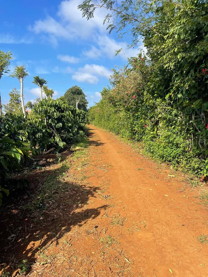 Đất nền Chợ mới Pơng Drang 7300m² giá 5.5 tỷ - Đường Quốc lộ 14 chỉ 700m!