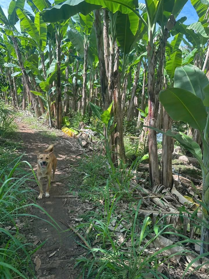 Đất Bàu Hàm Trảng Bom 11,000m² giá 3.19 tỷ - Cơ hội đầu tư tốt!