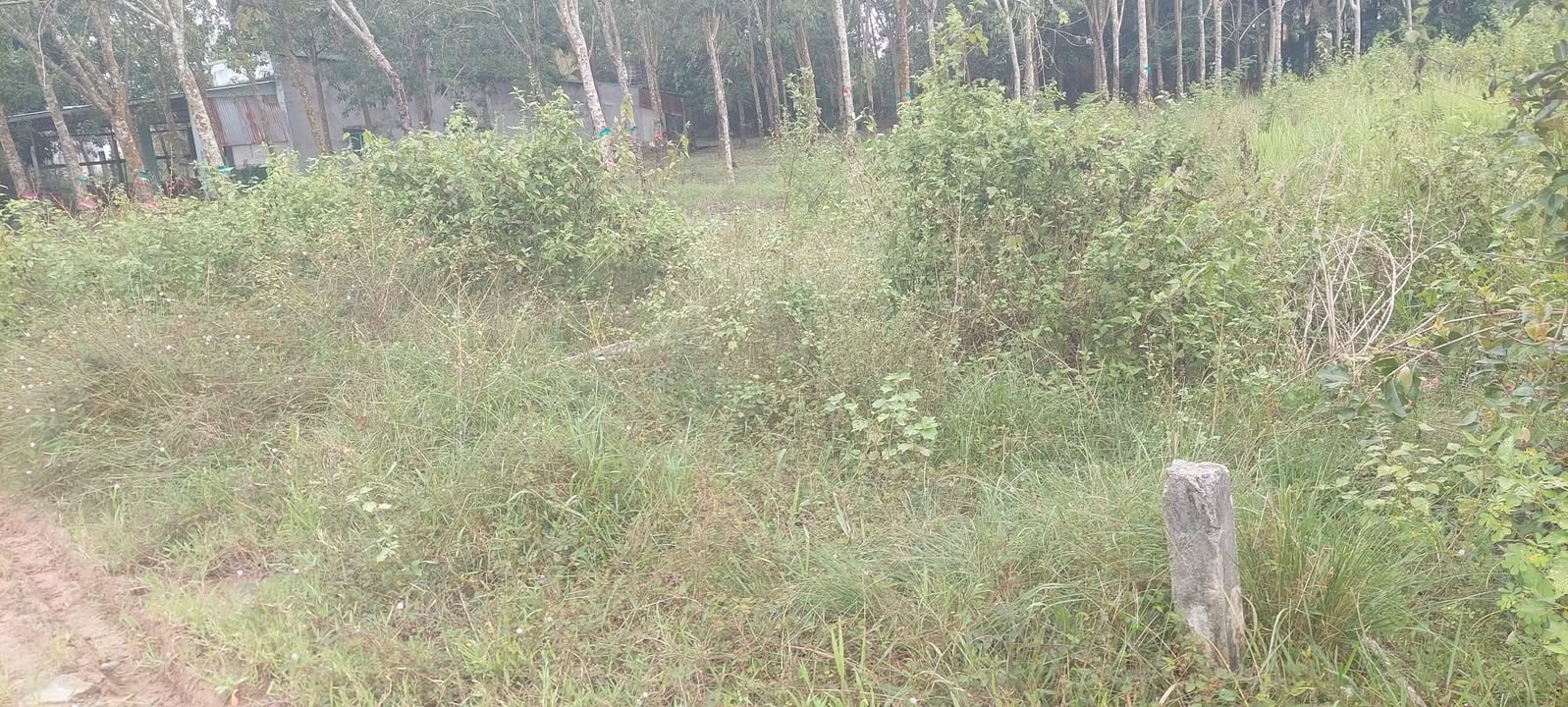 Đất nền Thạnh Nam, Tân Biên 50.000m² giá 9.5 tỷ - Cơ hội đầu tư sinh lời!