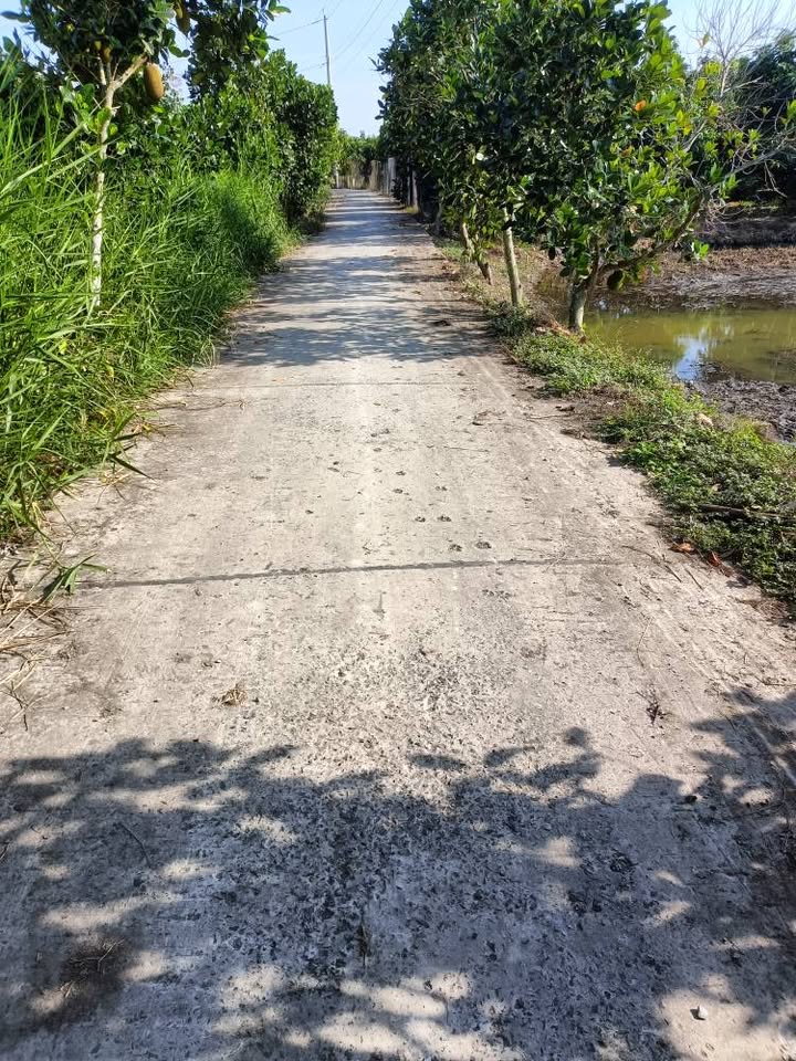 Đất nông nghiệp xã Bình Thành, 5000m² giá 1.15 tỷ - Đầu tư sinh lời hấp dẫn!