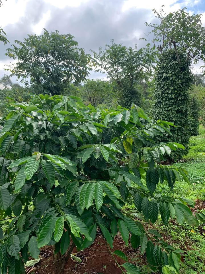 Đất 9 sào cà phê xen tiêu tại Cư Né, Krông Búk giá 1.65 tỷ - Đầu tư sinh lời ngay!