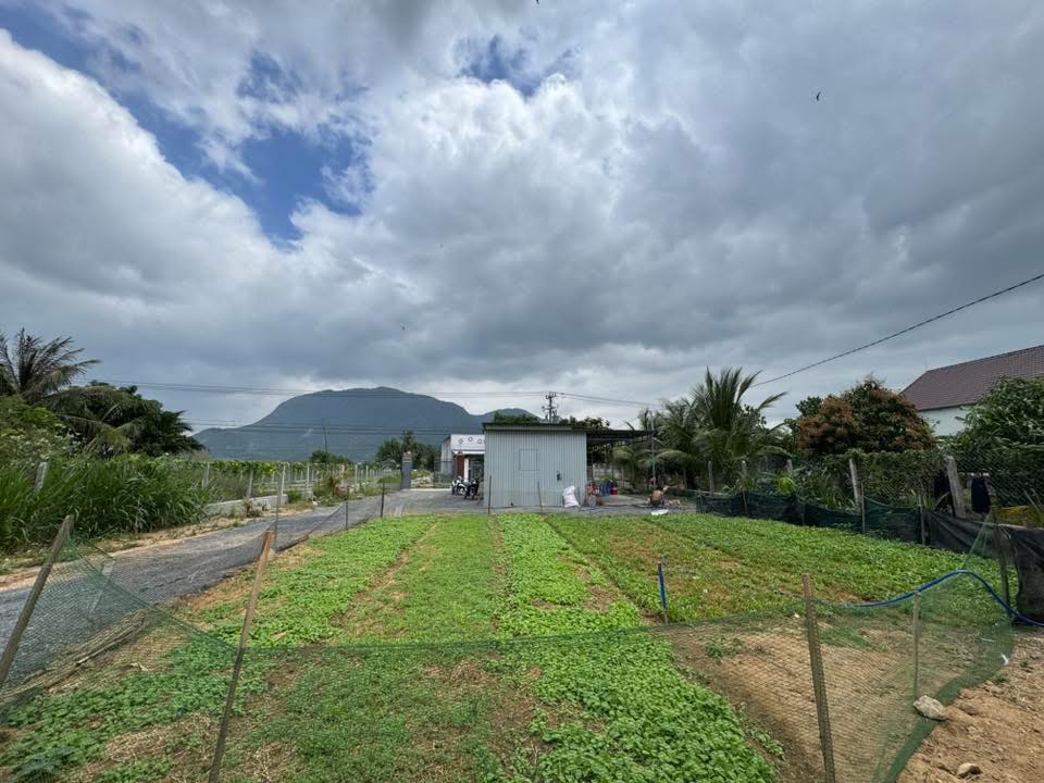 Đất nhà vườn Tân Hiệp Cam Ranh 1600m² giá 200 triệu/m ngang - Đầu tư sinh lời!