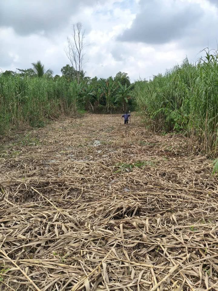 Đất nền Thới An Đông Cần Thơ 316m² giá 490 triệu - Vị trí thuận lợi gần chợ và trường học!