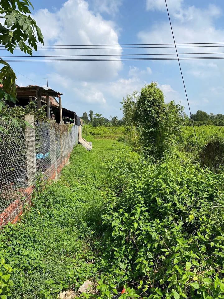 Đất nền Chánh An, Mang Thít 200m² chỉ 550 triệu - Sổ hồng chính chủ, pháp lý rõ ràng!