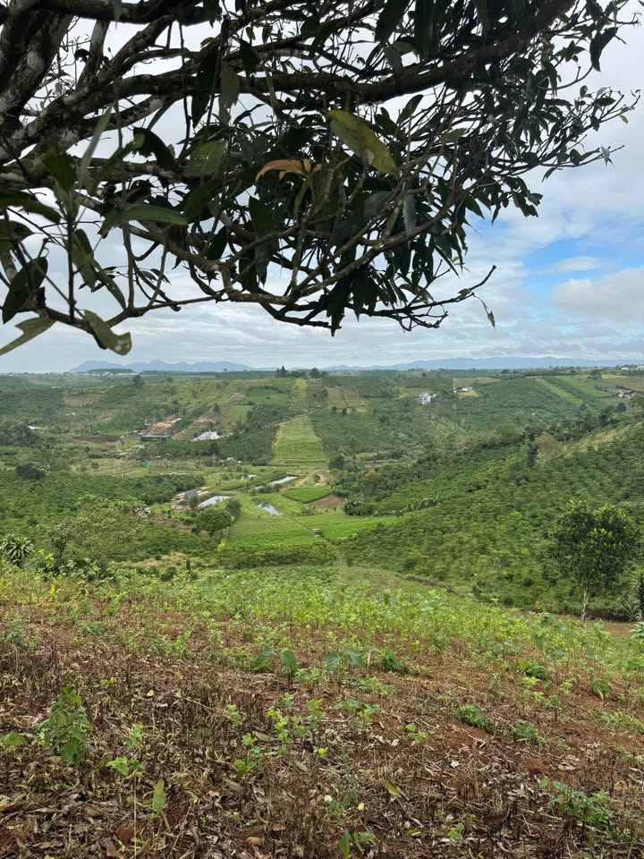 Đất nền Bảo Lâm 1800m² giá 1.18 tỷ - Cơ hội đầu tư tuyệt vời!