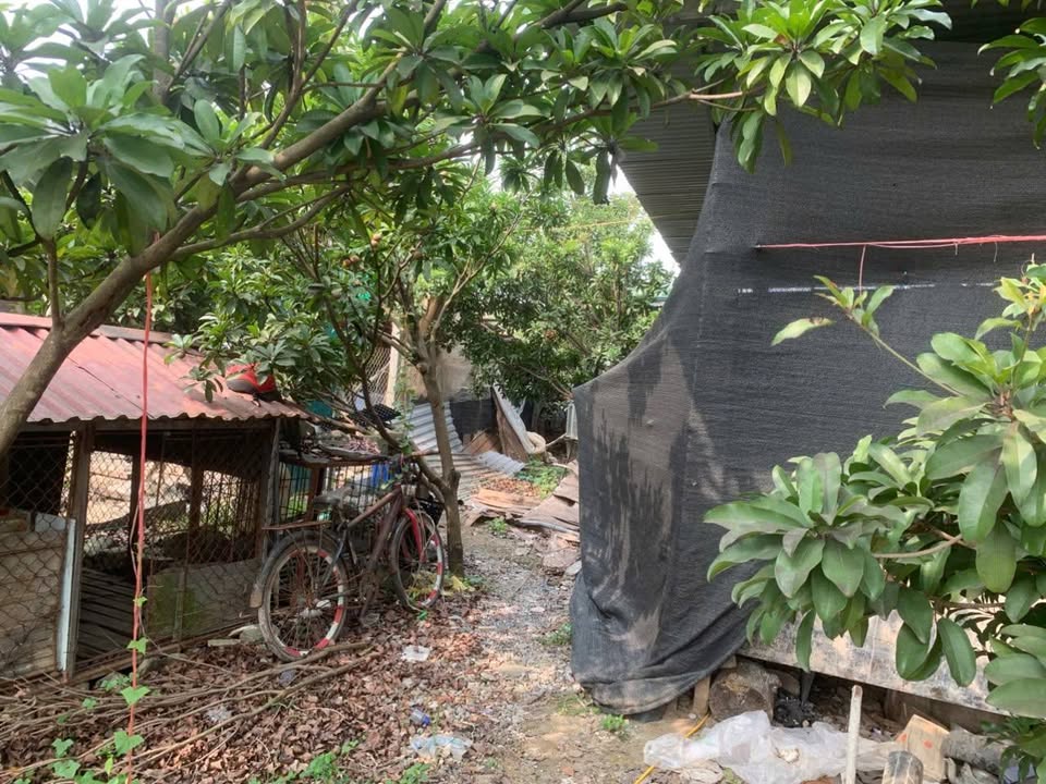 Đất ruộng 1000m² tại Bắc Hồng, Đông Anh - Chỉ 1.65 tỷ, Sổ đỏ đầy đủ!