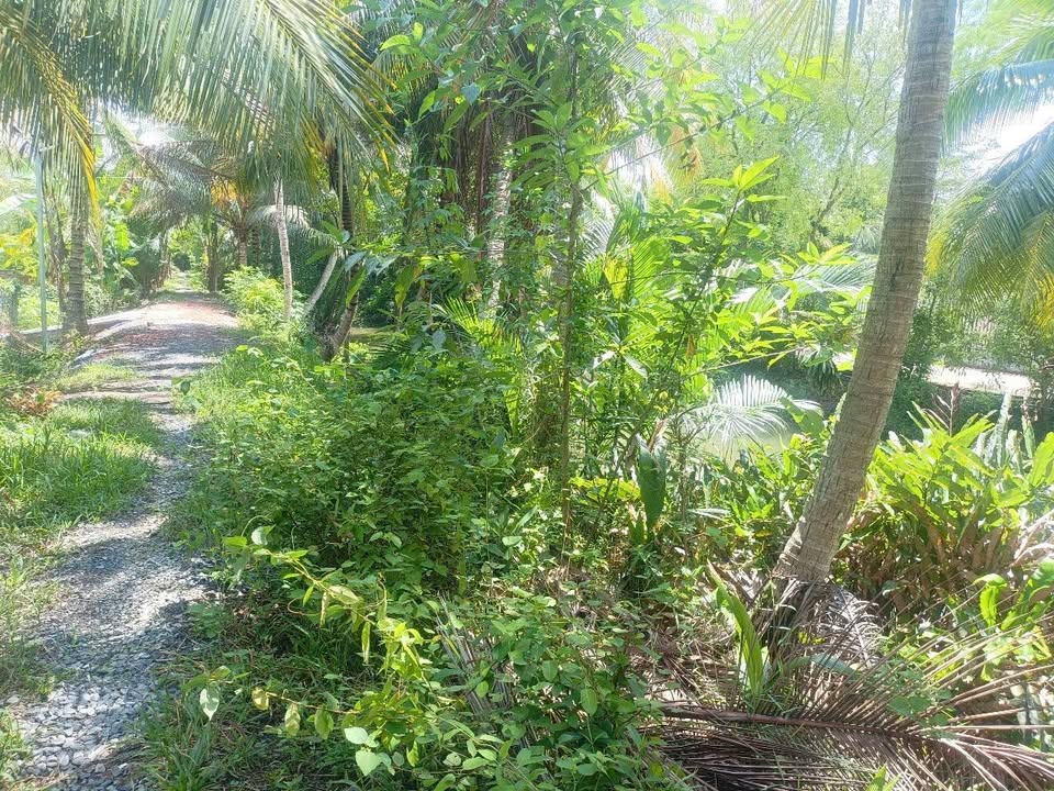 Đất thổ cư 150m² xã Đông Hòa Châu Thành Tiền Giang giá 350 triệu - Cơ hội đầu tư hấp dẫn!