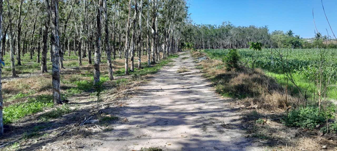 Đất nền Ninh Thạnh Tây Ninh 12.378m² giá 3.4 tỷ - Tiềm năng đầu tư lớn!