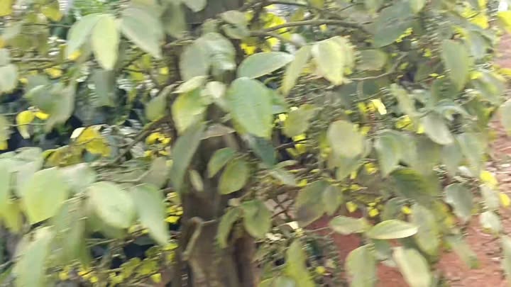 Đất nền 2,4ha tại thôn 8, xã Thuận Hà, Đắk Song - Giá 7 tỷ thương lượng!