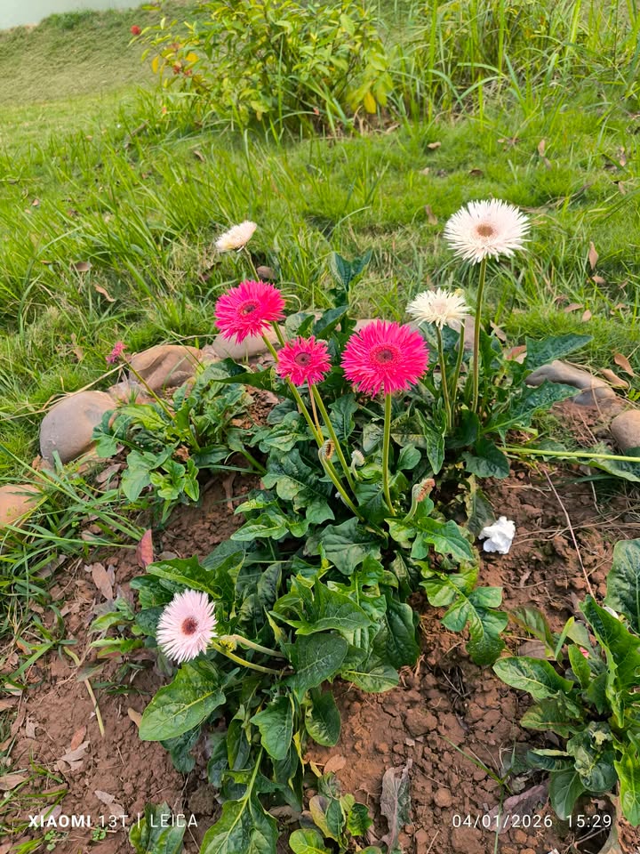 Đất nền Dương Xá Gia Lâm 70m² giá 3 tỷ - Mặt tiền đẹp, đầu tư sinh lời!