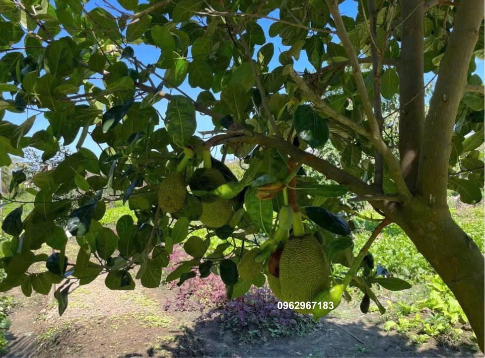 Đất vườn Phú Túc 3600m² giá 600 triệu - Đầu tư sinh lời ngay!