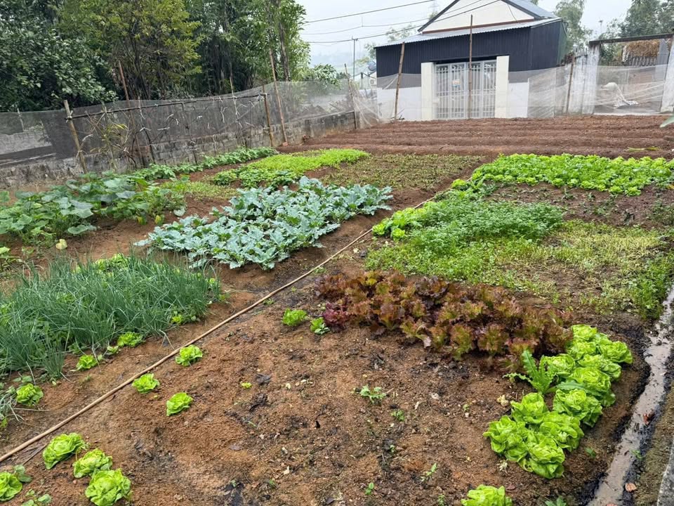 Đất lô góc 180m² tại thôn Đông Hạ, xã Phú Cát, giá 4.5 tỷ - Đầu tư sinh lời!