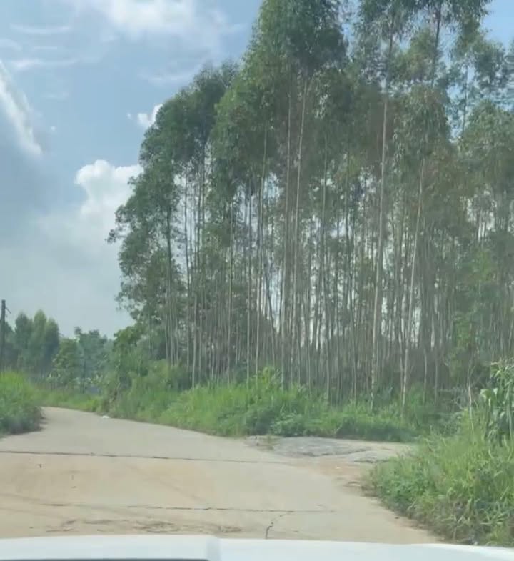 Đất thổ cư Phong Châu 100m² giá 600 triệu - Cơ hội đầu tư tuyệt vời!