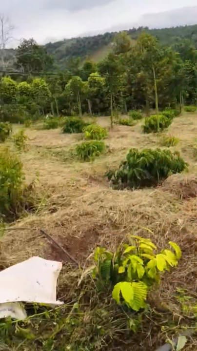 Farm 1.3ha tại Buôn Kap, Ea Sin, Krong Buk giá 2.8 tỷ - Đầu tư sinh lời ngay!