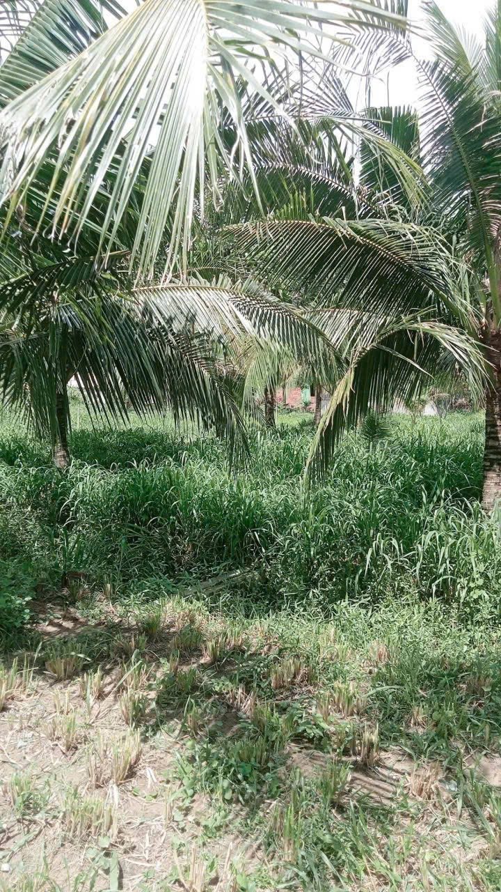 Đất nền Lương Hòa, Giồng Trôm 553m² giá 750 triệu - Sổ đỏ chính chủ, mặt tiền đường xe hơi!