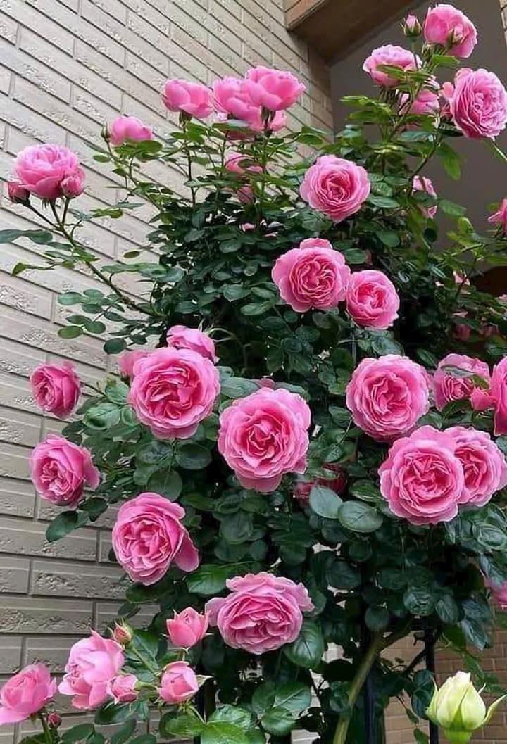 Căn hộ Belleza Q7 102m² giá 10 triệu - Thiết kế hiện đại, đầy đủ nội thất!