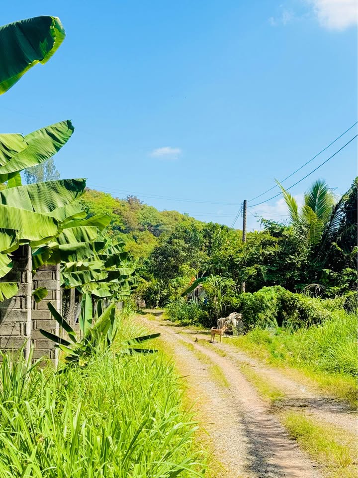 Đất thổ cư 175m² Phú Vinh, Định Quán chỉ 400 triệu - Cơ hội đầu tư tuyệt vời!