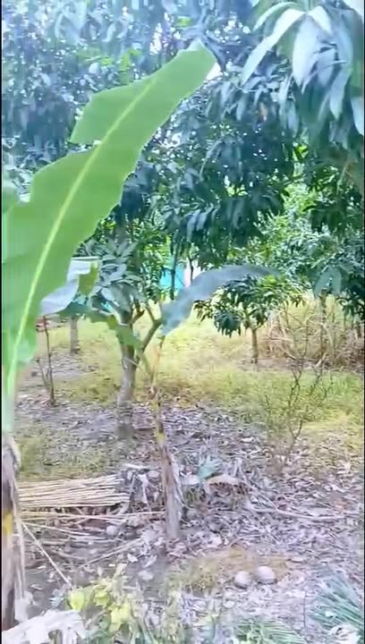 Đất vườn 2100m² mặt tiền TL911, Cầu Kè - Giá 1.5 tỷ thương lượng