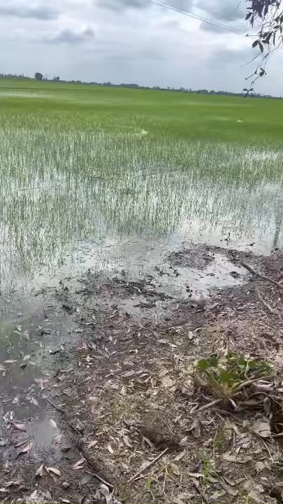 Đất ruộng lúa Tân Công Sính, Tam Nông 11250m² - Giá chỉ 2.03 tỷ, cơ hội đầu tư tuyệt vời!